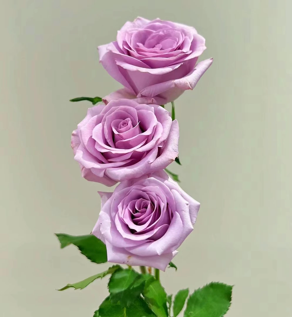 海洋之歌20支 全场任意满两单京东或顺丰包邮 云南基地鲜花直发