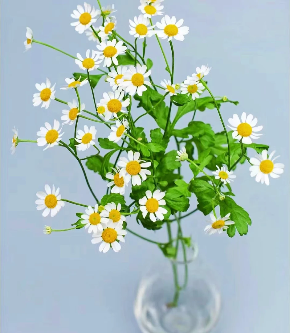 洋甘菊1把  全场任意满两单顺丰包邮 云南基地鲜花直发产品需要