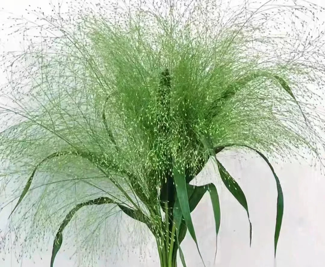 喷泉草 5把   冷链发货 昆明鲜花基地直发产品需要