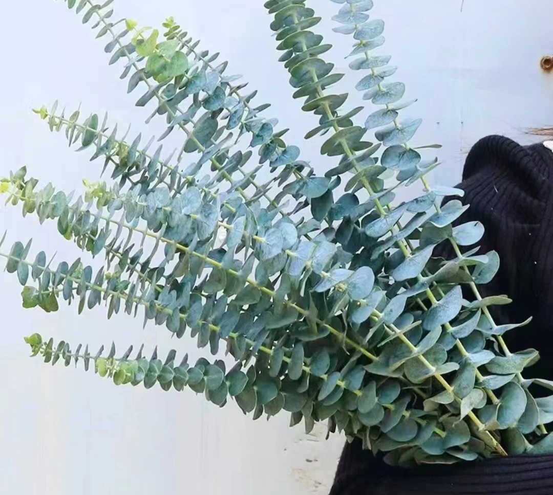 尤加利2把 中通包邮发货 昆明鲜花基地直发