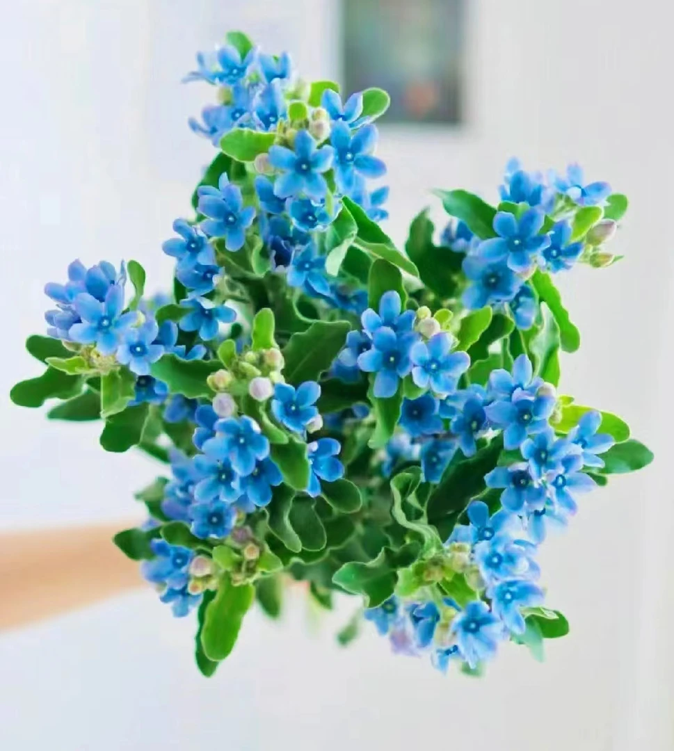 蓝星花1把 全场任意满两单顺丰包邮 云南基地鲜花直发