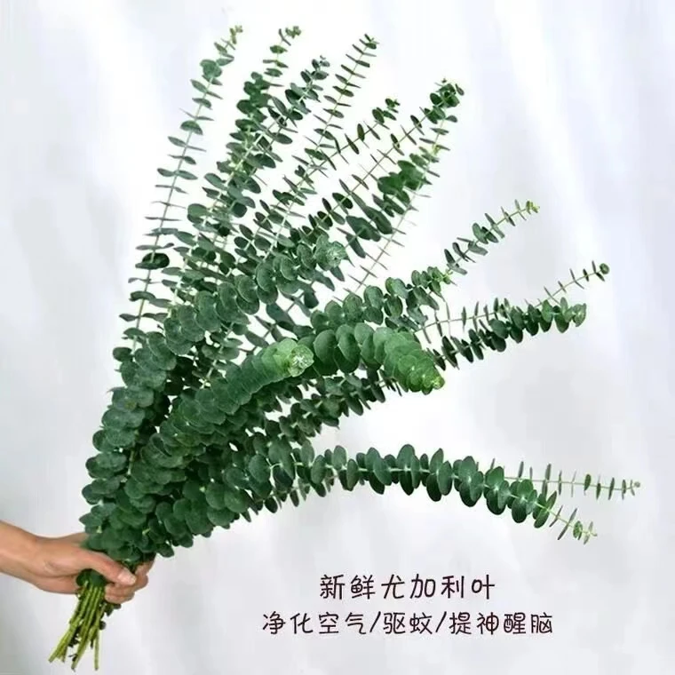 尤加利叶新鲜花束搭配云南基地直发到手2扎
