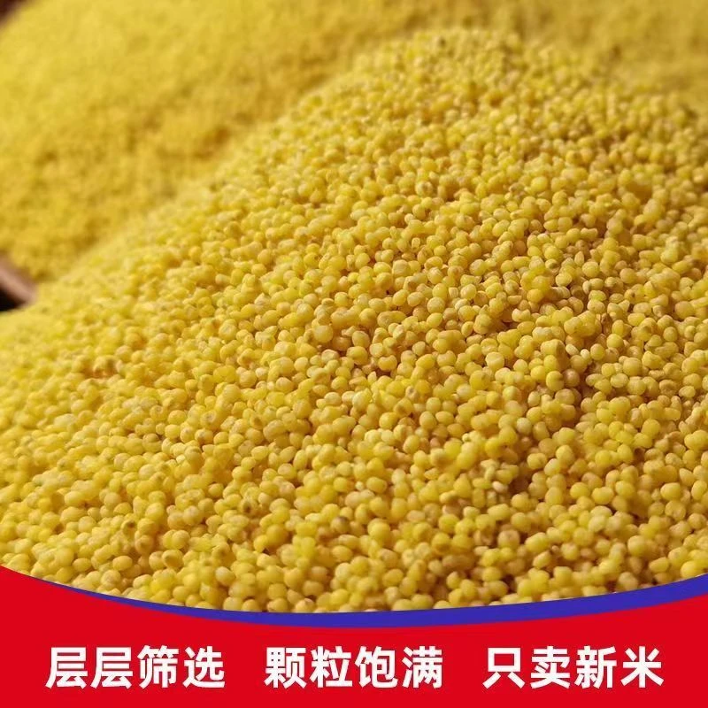 2023年优质山西富硒小米 农家黄小米新米谷米健康甄选营养新鲜
