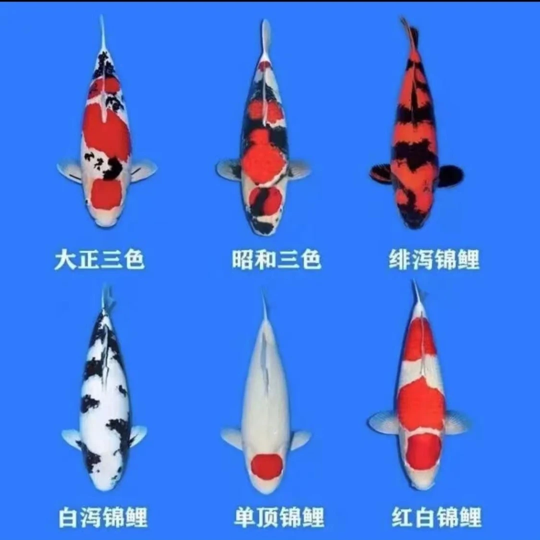 2超萌好物锦鲤观赏鱼养殖场直播间活体选鱼1