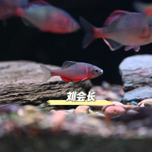 火山鳑鲏（冷水鱼）新手玩家没有贴黑背景膜没有暴藻的建议勿拍。