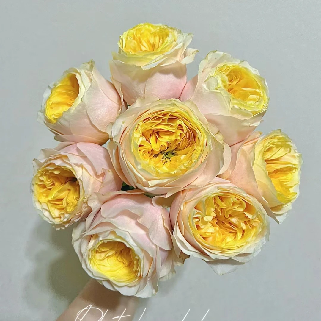 【特蕾莎8枝】45cm丽江的花-单头玫瑰-不包邮4单一个运费