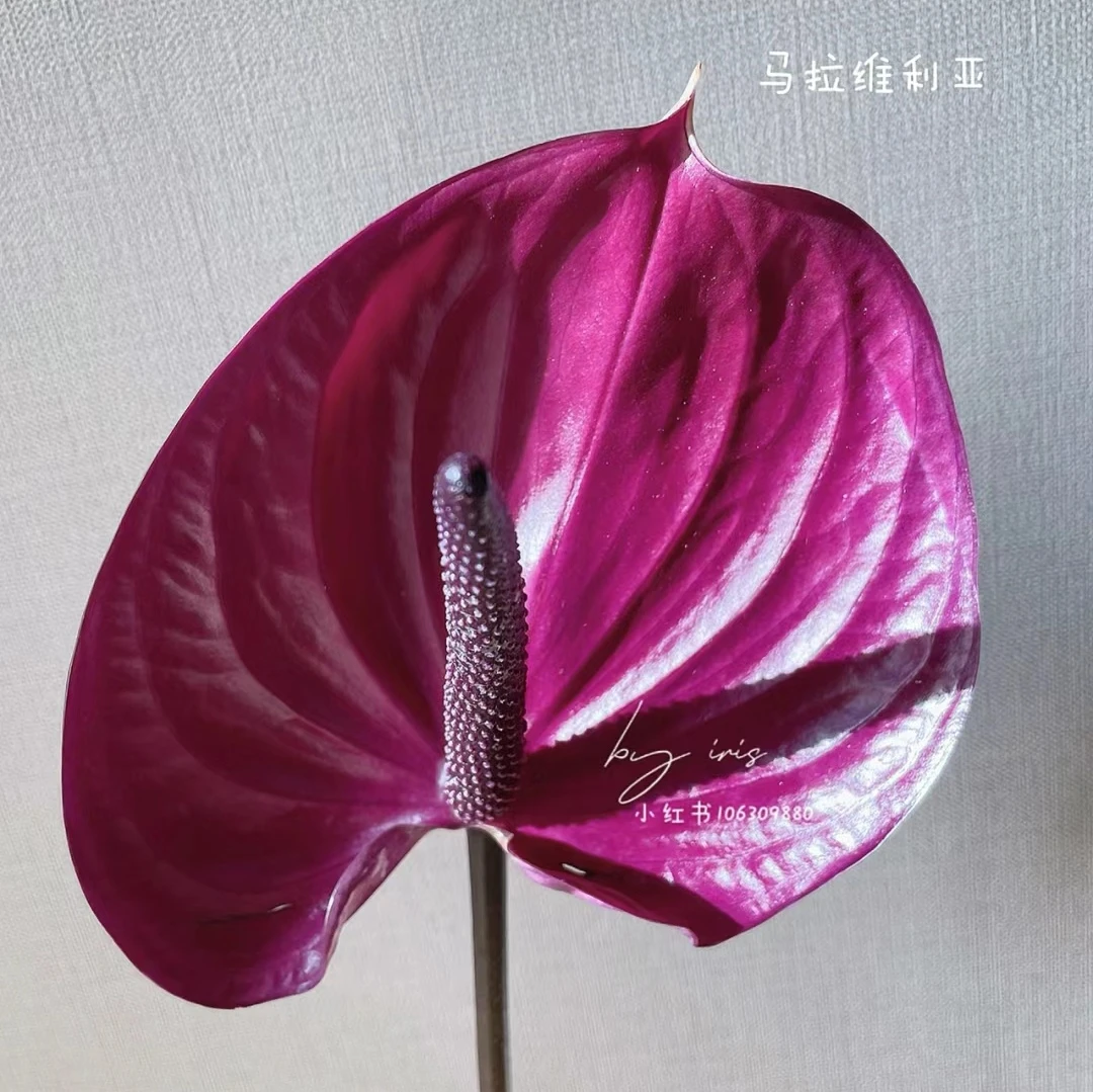 【马拉维利亚】云南昆明基地直发 20%不售后 不包邮两单1个运费