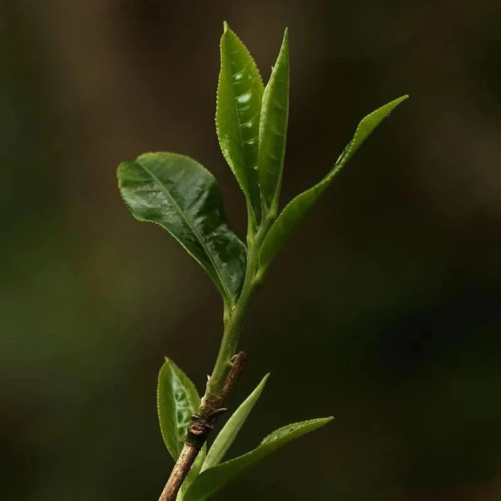 江湖老茶客普洱茶 2022年 源头 班盆古树散茶 小班章 包邮直供