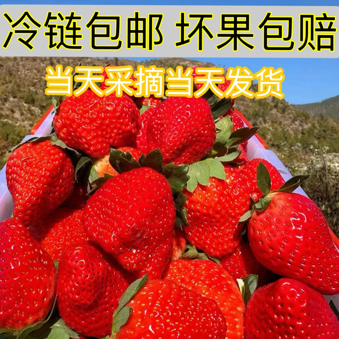 【顺丰包邮】新鲜福利大凉山四川草莓新鲜孕妇商用99冷藏情人香甜