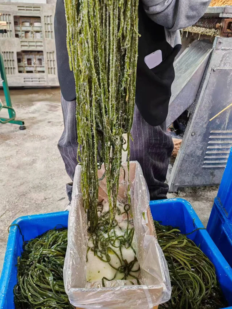 海带丝 盐渍海带菜