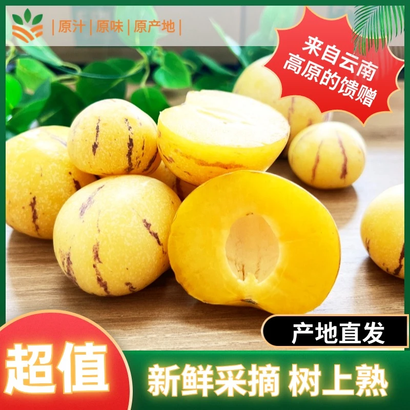 【云南石林人参果】当季水果树上熟农家圆果多汁黄肉小果坏果包赔