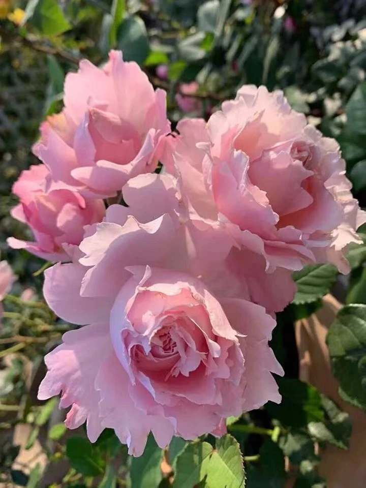 新品索菲罗莎/粉色大花浓香四季开花月季长势好抗病强香味