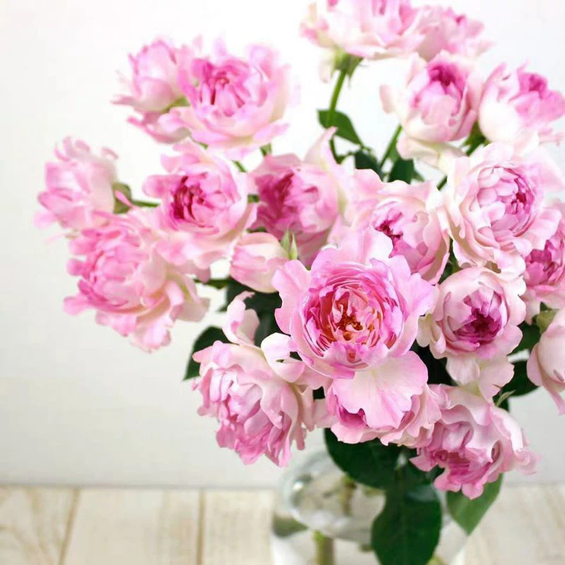 海葵的女儿 欧月荷兰月季多头抗病四季阳台盆栽花卉植物带土发货