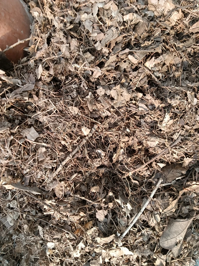 三超越鞍山君子兰养殖基