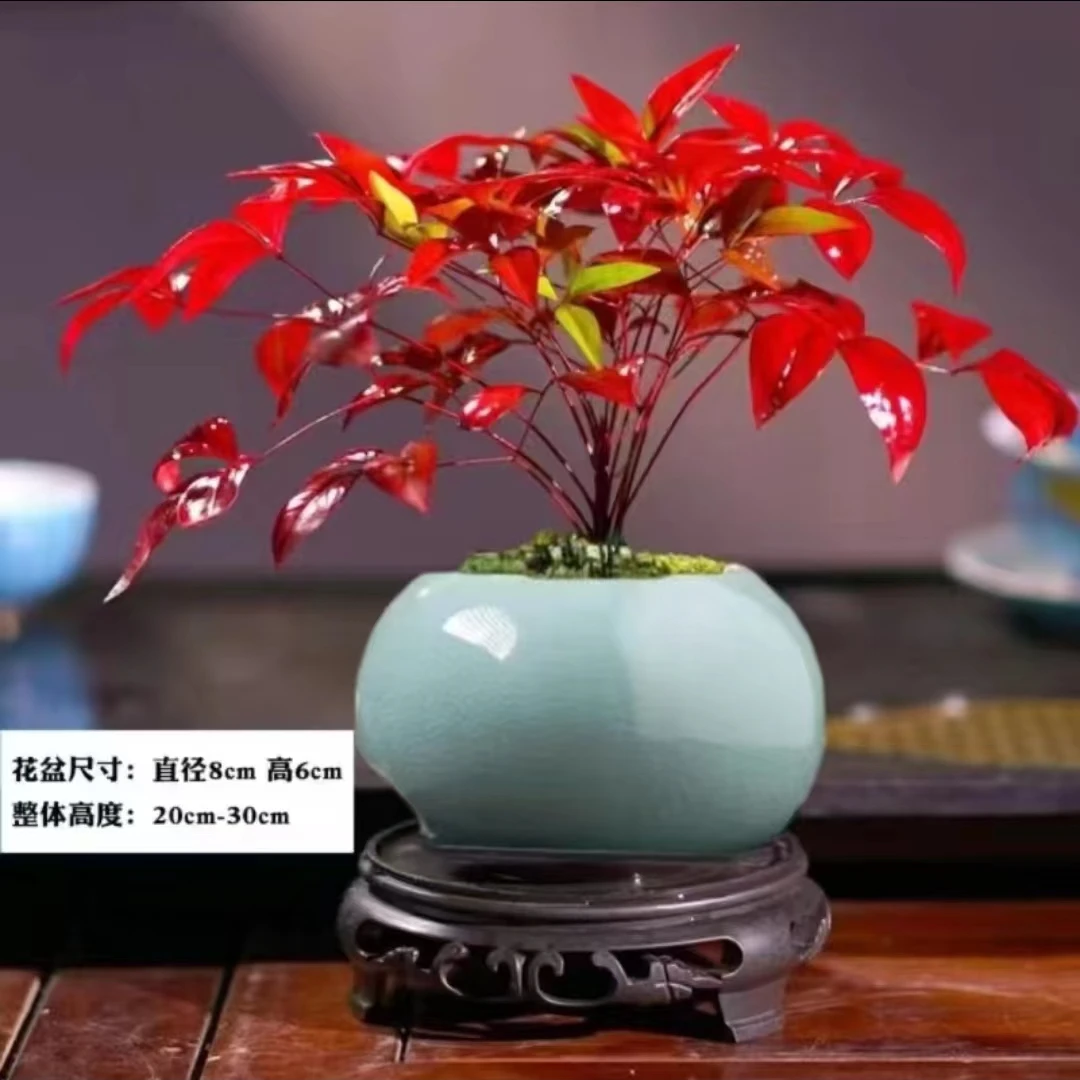 火焰南天竹红叶盆栽绿植中式禅意四季观叶桌面摆件耐寒好养活植物