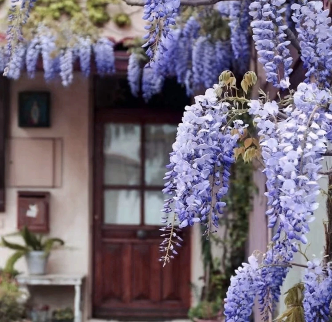 蓝梦，德系紫藤长穗紫藤，紫藤盆景紫色瀑布攀爬别墅庭院攀爬绿化
