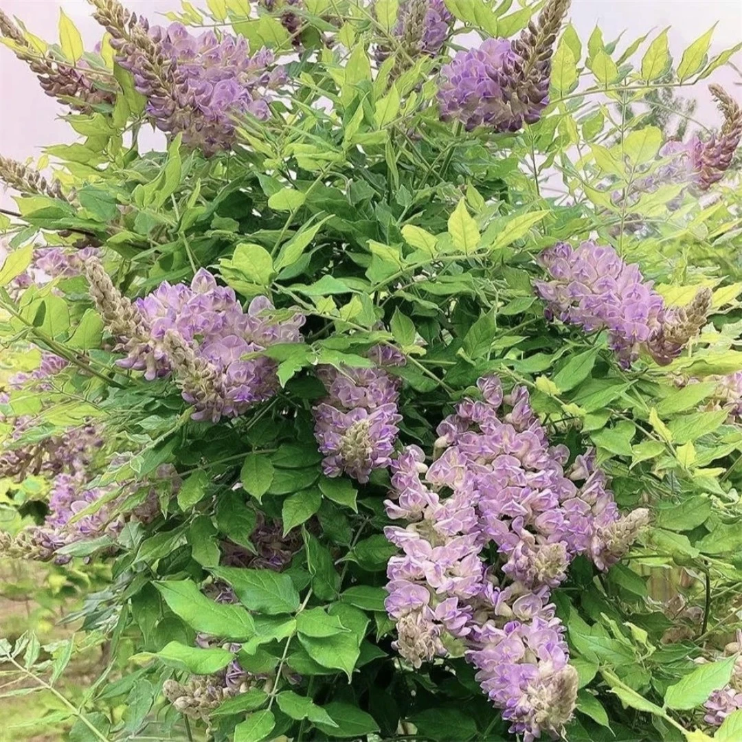 当天发货，紫藤花“蓝月亮”花穗长30左右，花期2-3季，小苗就可开花