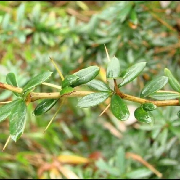 贵州野生刺黄莲 三颗针