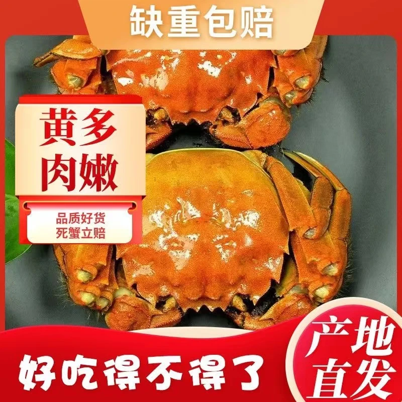 【活蟹】鲜活公母螃蟹海鲜水产4公2.5-2.2两4母2.0-1.7两6送2共8只