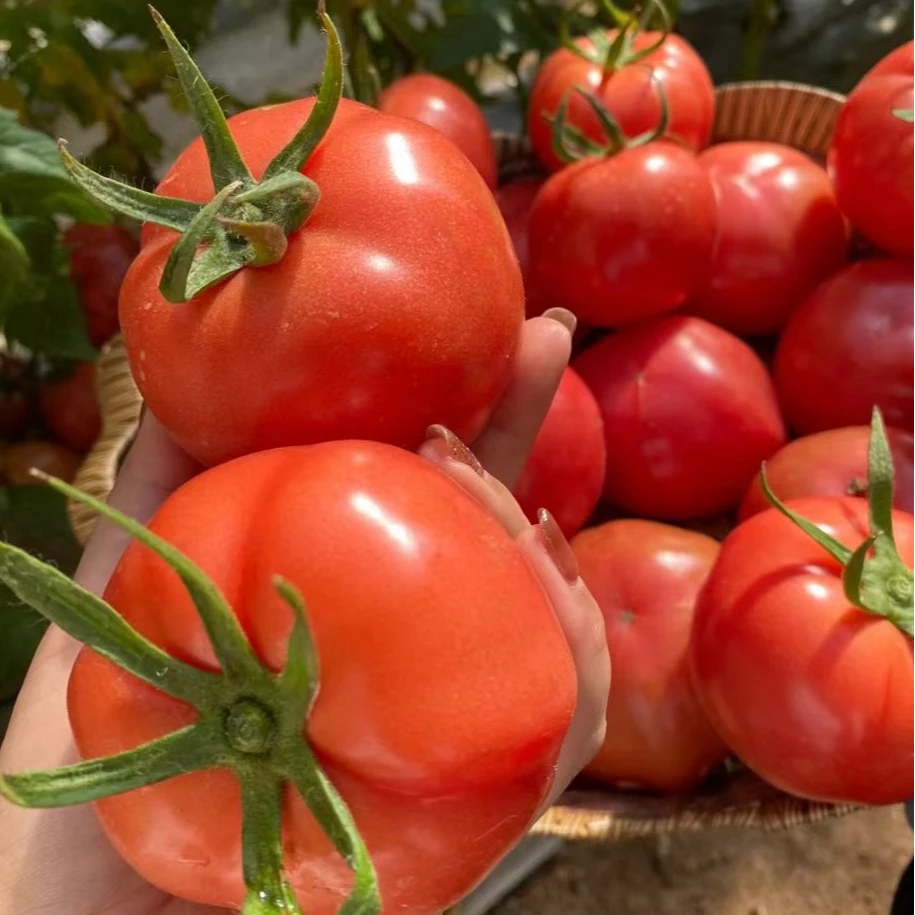 【贺姐专属】陕西泾阳普罗旺斯西红柿