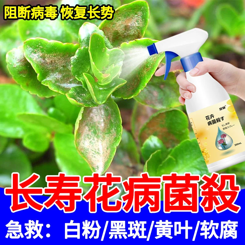 长寿花白粉病专用杀菌剂肥料防黑斑黄叶疮痂叶斑黑腐花叶病营养液