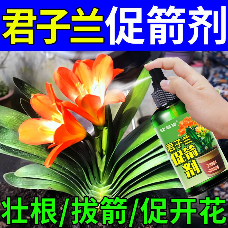 君子兰促箭剂营养液【免稀释】防止君子兰夹箭促花生根治黄叶不对称