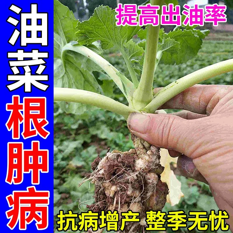 油菜根肿病专用杀菌剂微生物菌剂油菜病菌病害黄叶炭疽菌核病全管