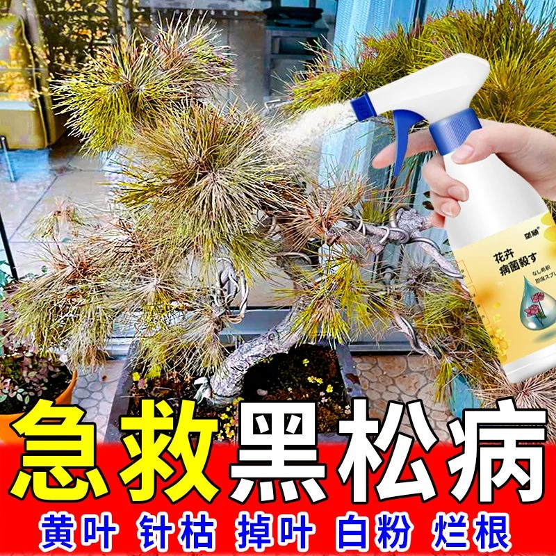 黑松枯叶病专用肥防病害黄叶落叶枯枝杀菌肥免稀释生根营养液肥料