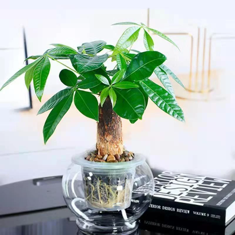 发财树盆栽室内客厅桌摆绿植小盆景发财树苗招财树好养吸甲醛植物