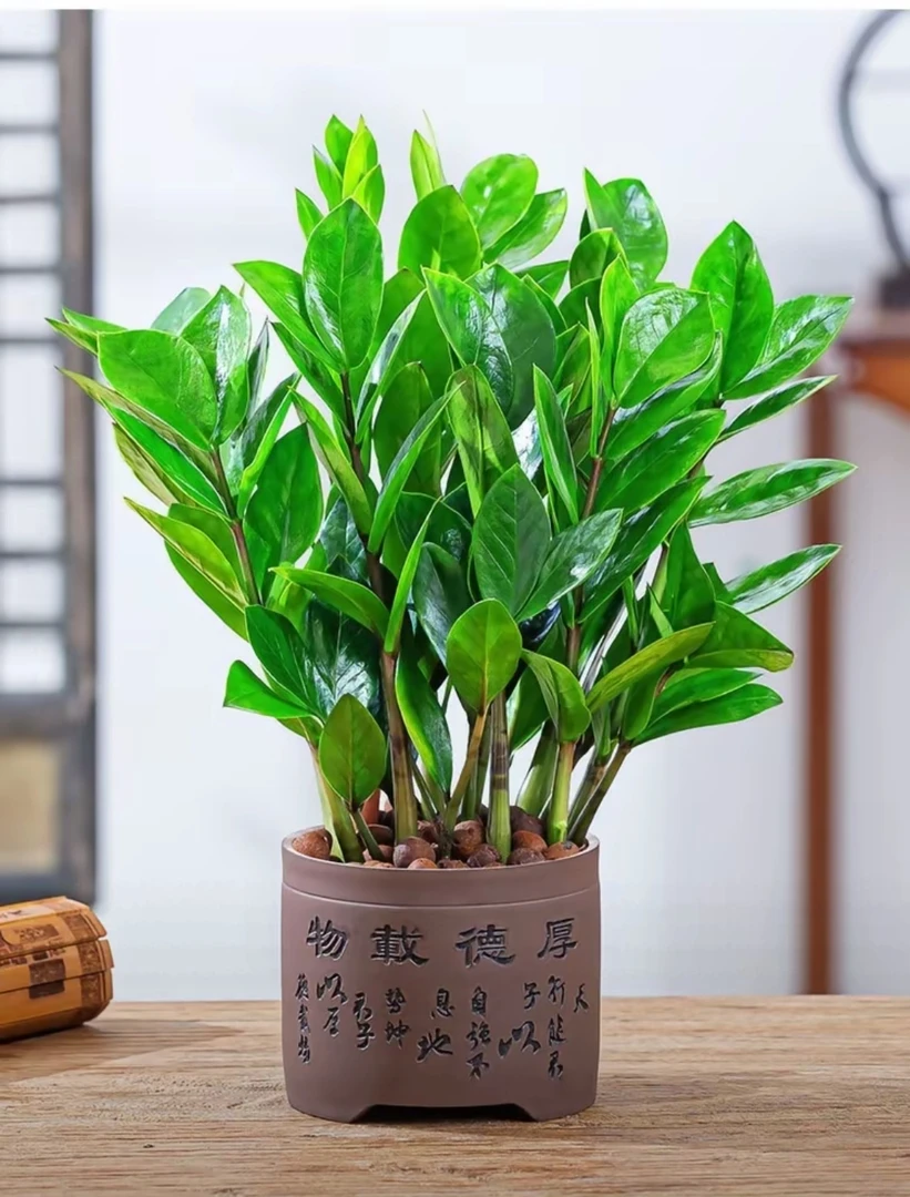 桌面金钱树(基地原盆)，耐阴耐旱，招财进宝