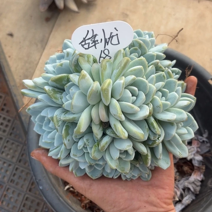 辞***^辞优冰玉多肉68顺丰包邮