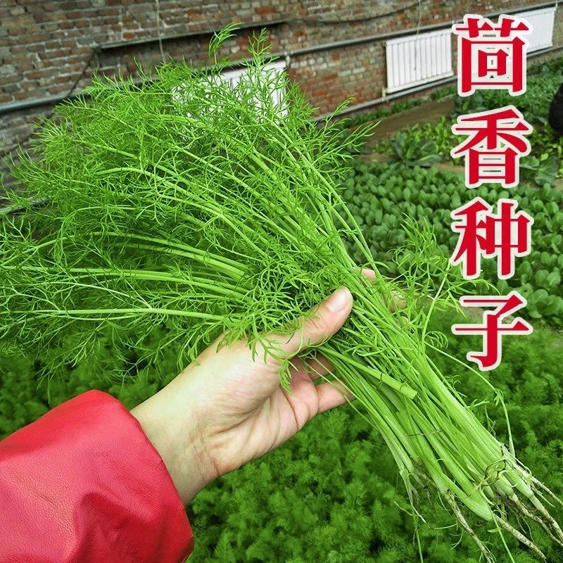 新种子割茬茴香种子