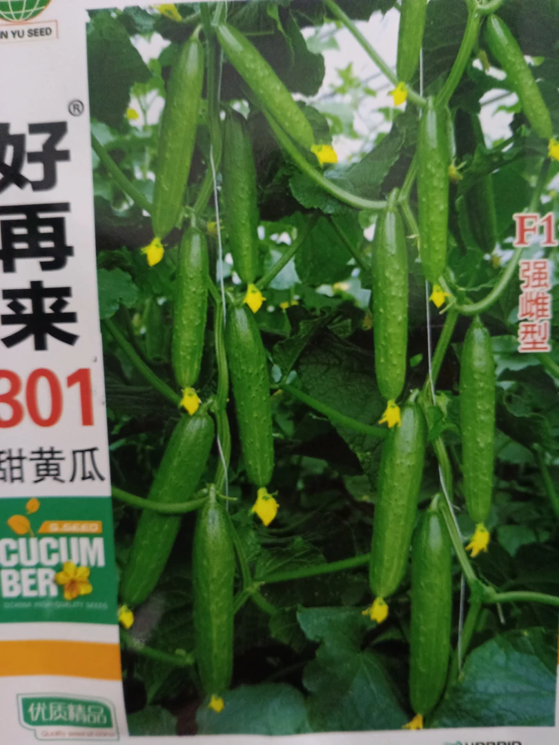 好再来301强雌甜黄瓜种子约50粒