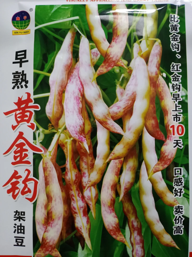 早熟黄金钩架豆角种子