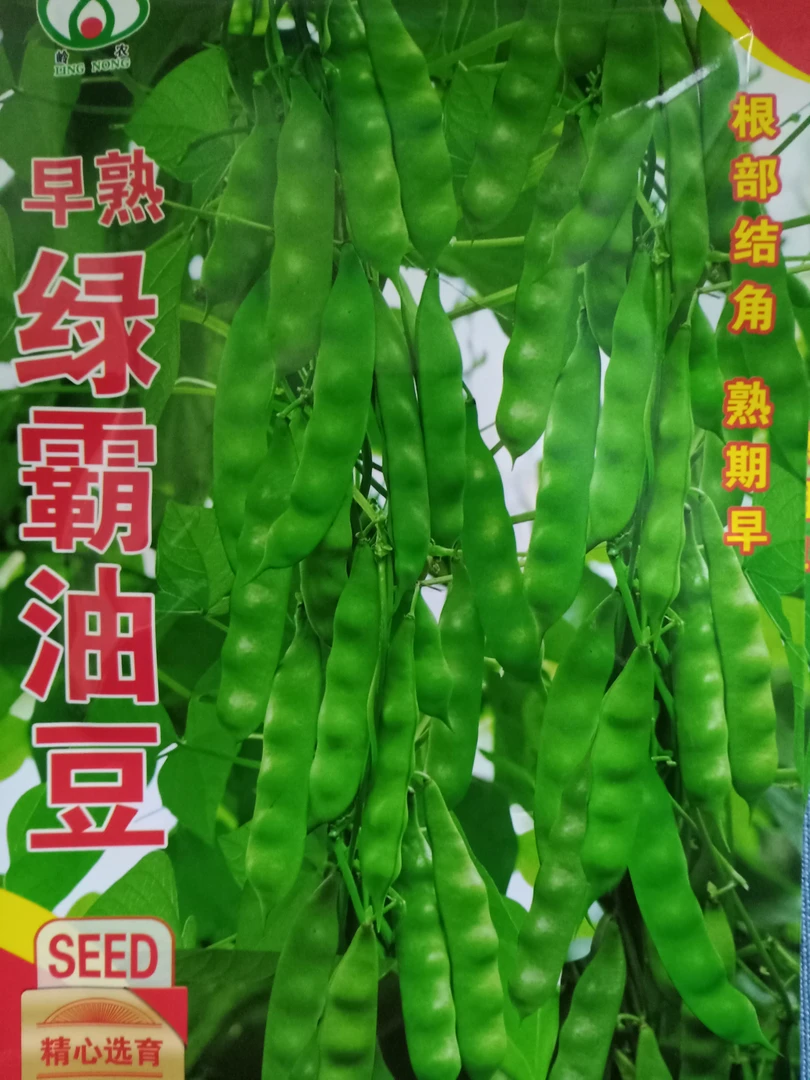 早熟绿霸油豆角种子