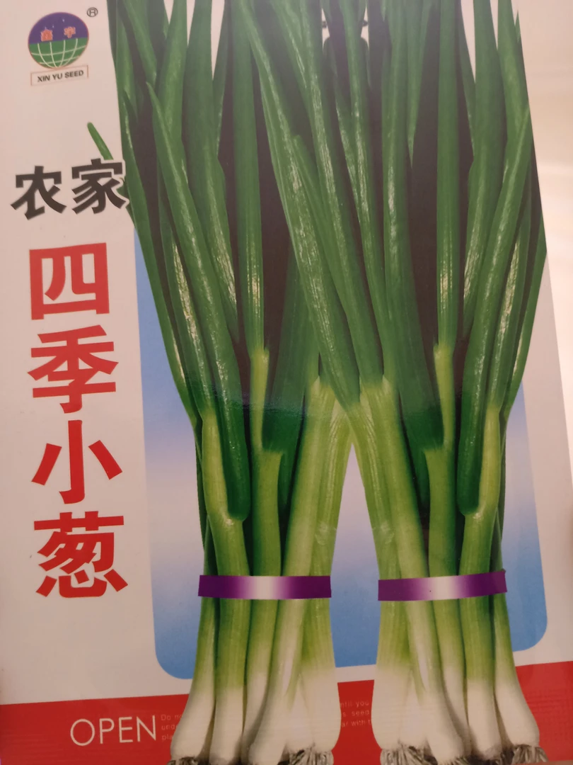 四季小葱种子拍一发二
