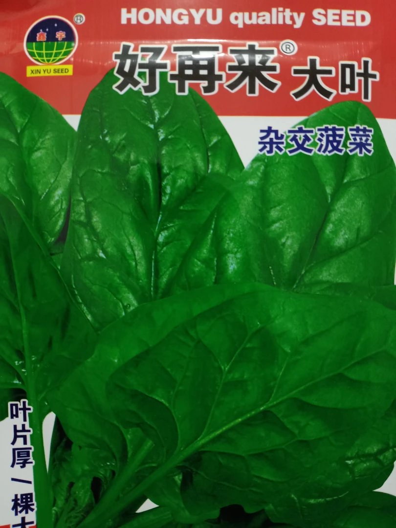 好再来大叶杂交菠菜20克，拍一大二