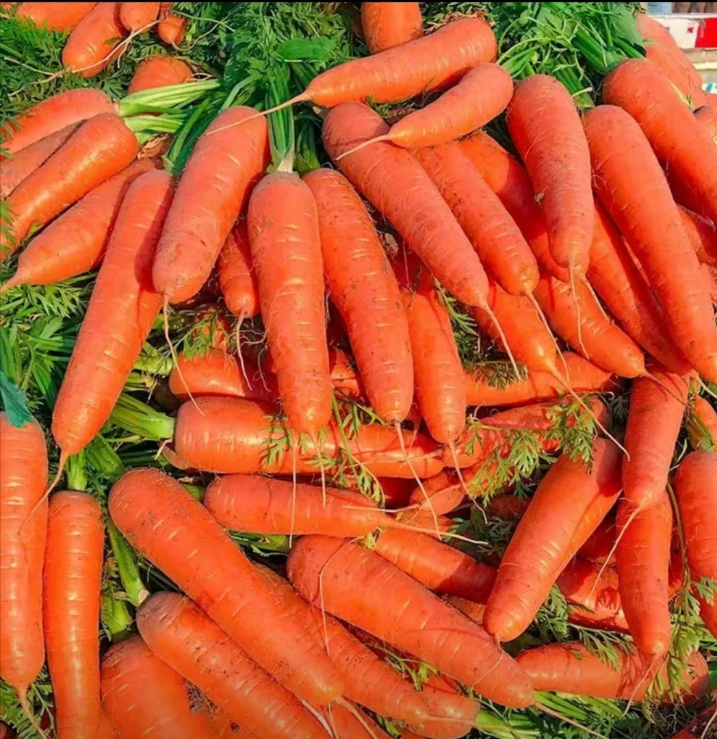 山西新鲜红胡萝卜批发现挖现发水果箩卜3斤5斤9斤