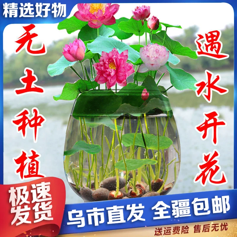 【新疆包邮】无土水培碗莲种籽盆栽水养生睡莲荷花四季开花