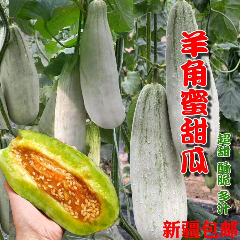 【新疆包邮】羊角蜜甜瓜种子脆甜多汁四季水果蔬菜种籽简单易活