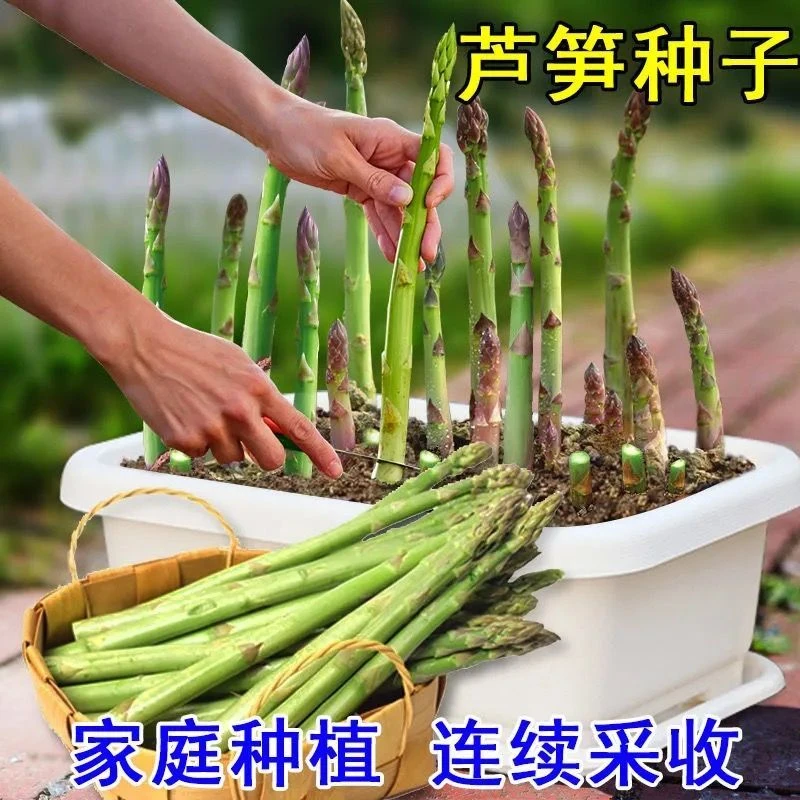 【新疆包邮】芦笋种子四季播多年生青芦笋种子耐热抗寒四季种子