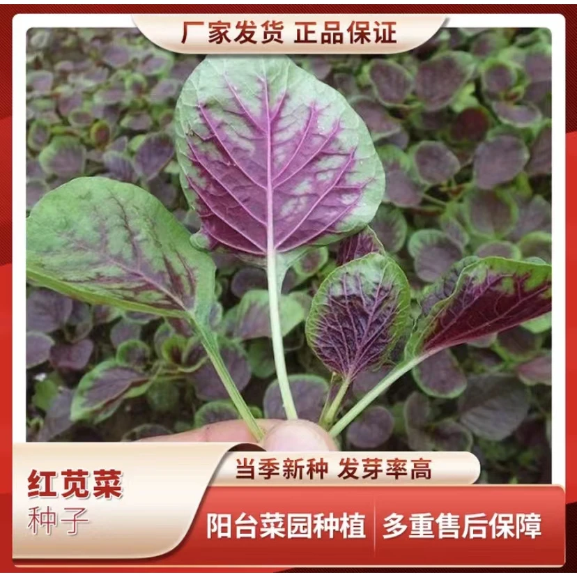 红苋菜种子四季种植营养丰富耐热蔬菜种子【拍2送1】