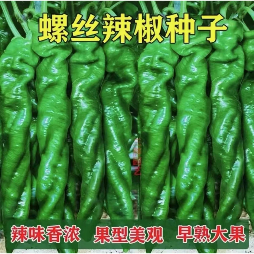 【拍2送1】高产螺丝椒种子香辣螺丝椒盆栽地栽辣椒种籽