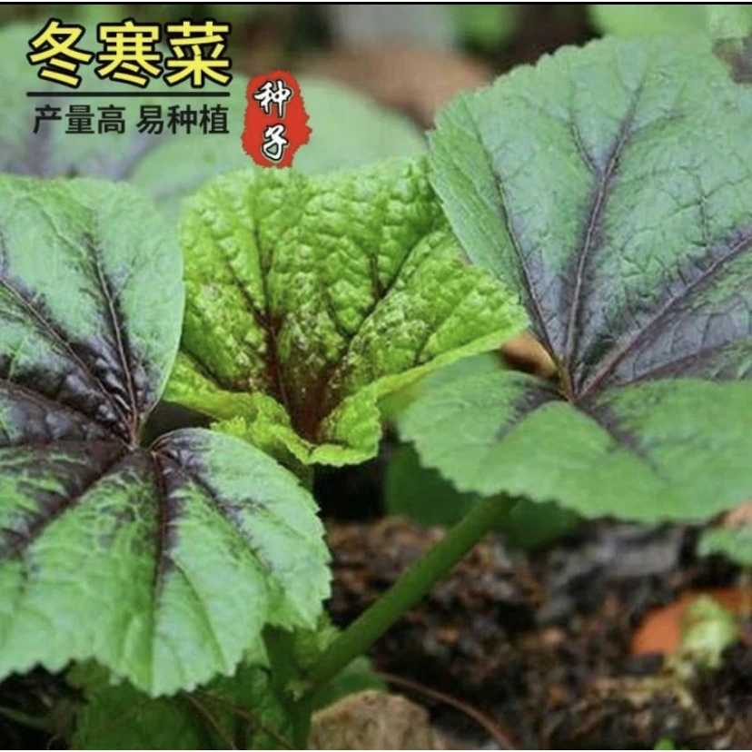 【拍2送1】冬寒菜种籽糯米冬寒菜高钙菜四季秋冬田园蔬菜籽