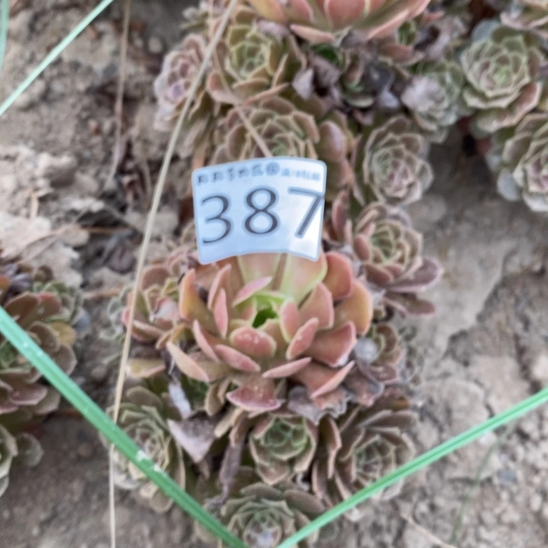 587荷兰玫瑰3颗手捧4