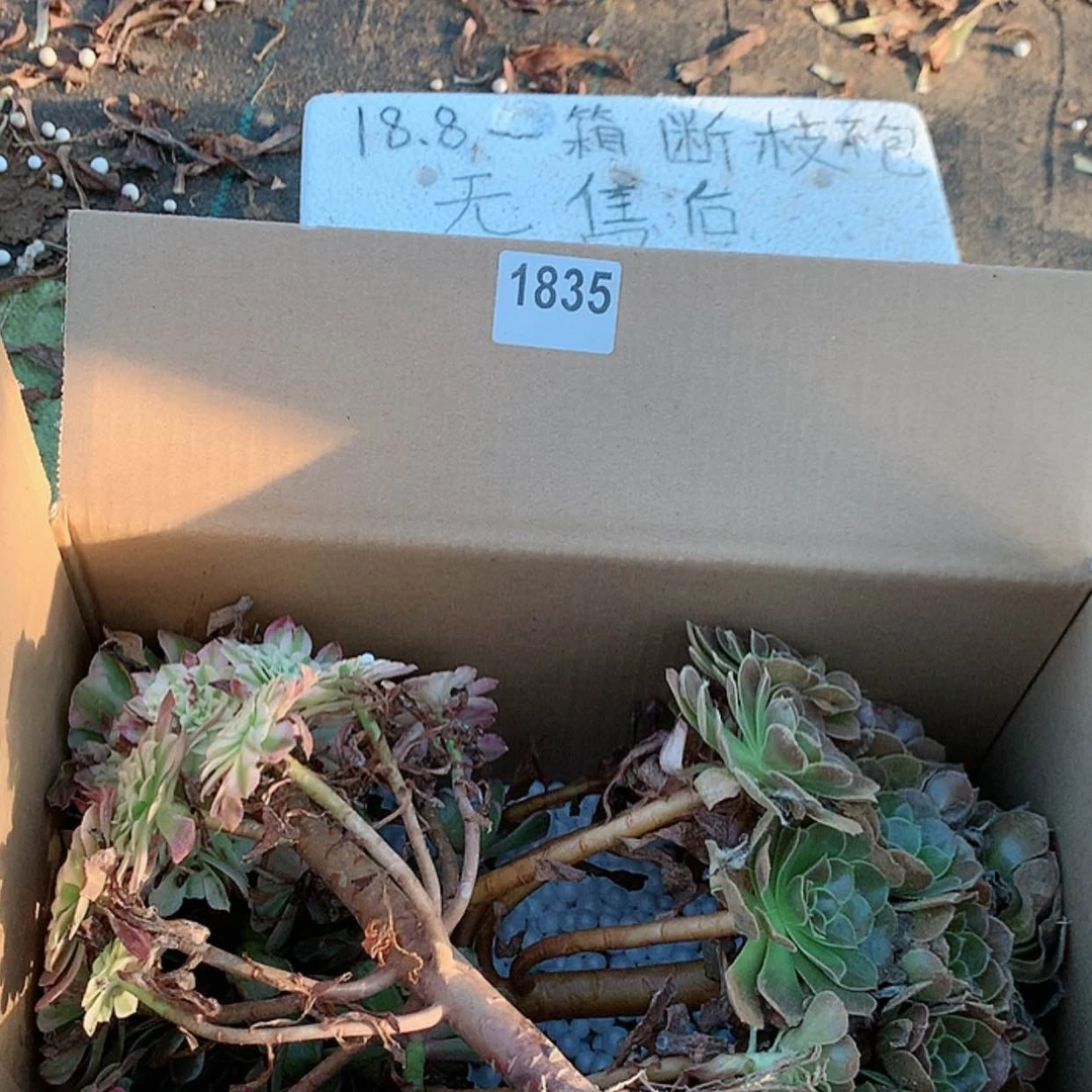 【闪购商品】1835两颗法师