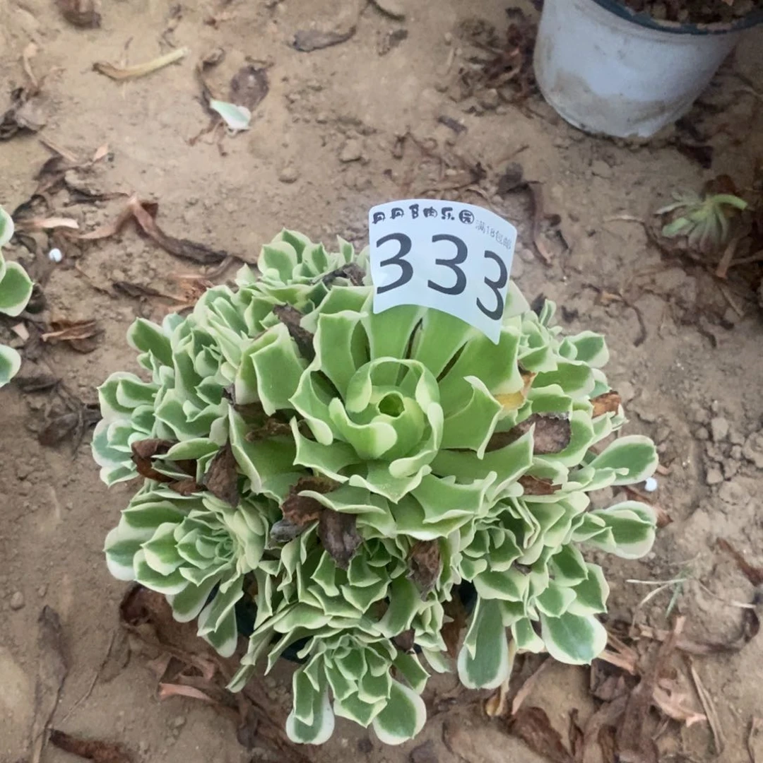 333白凤手捧东棚