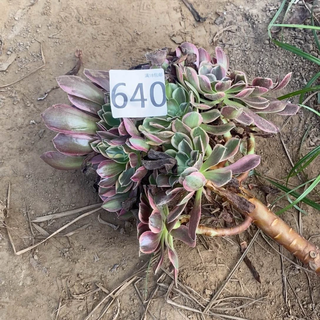 640美杜莎变异手捧4棚