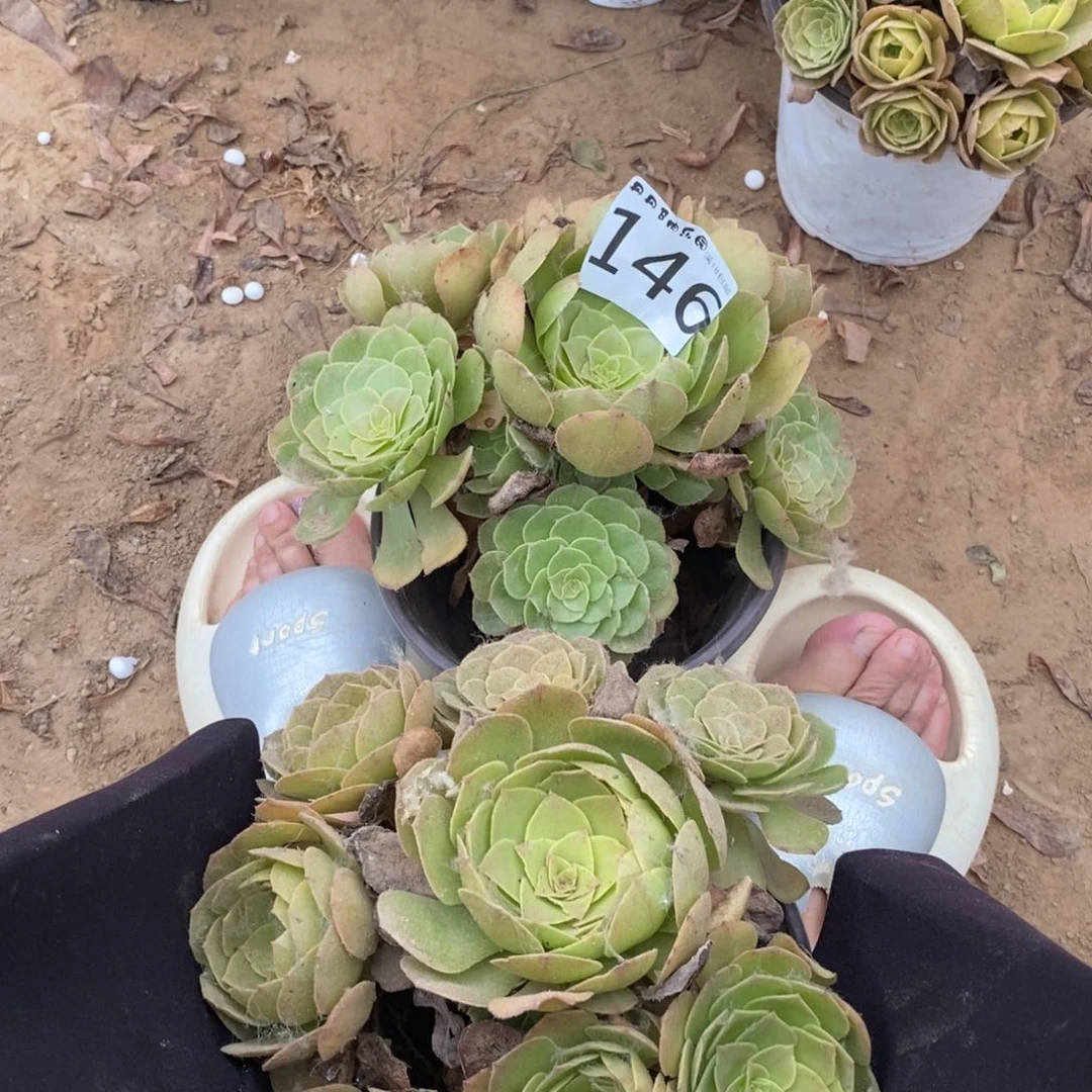 146万圣节2颗手捧1棚