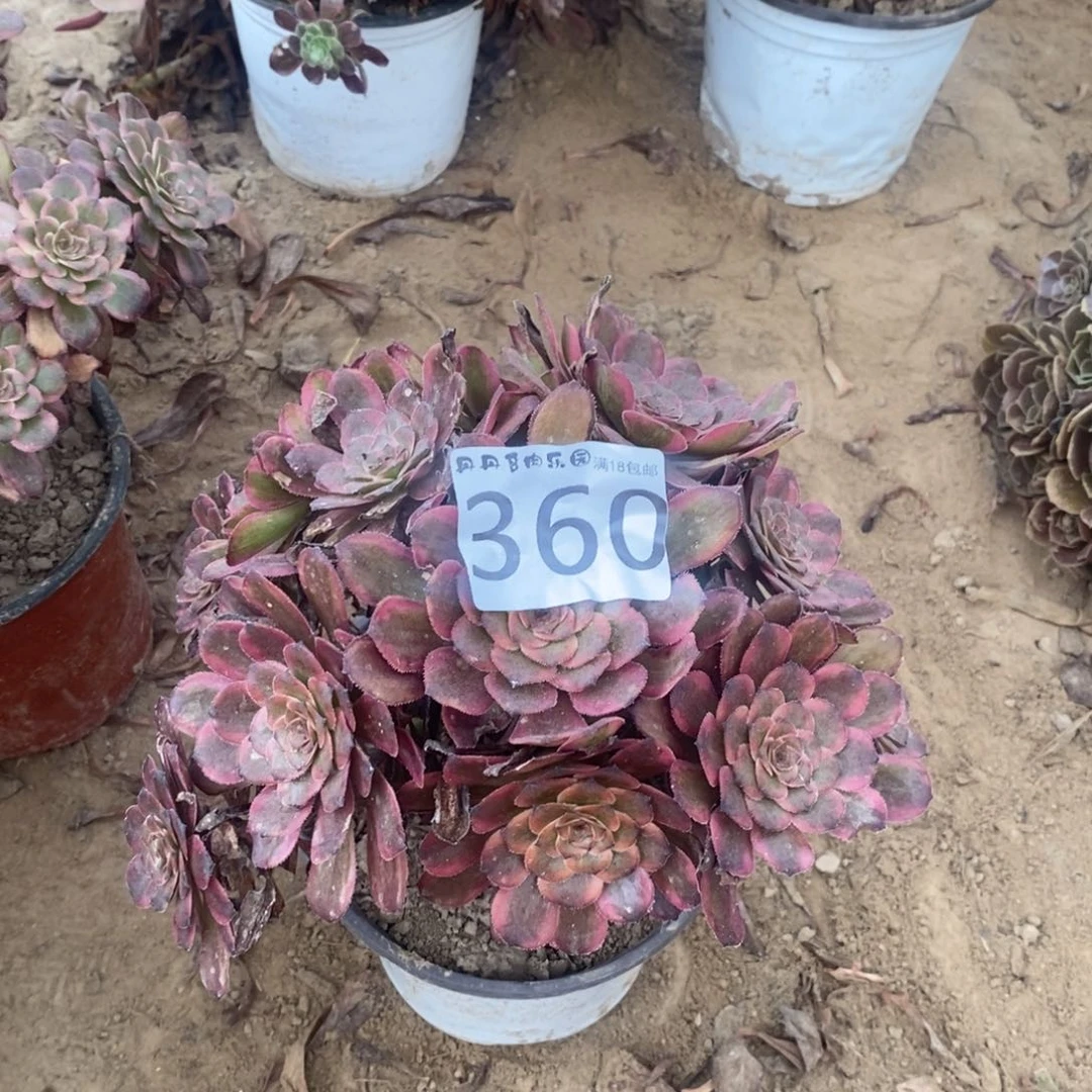 360红金刚绣球4棚